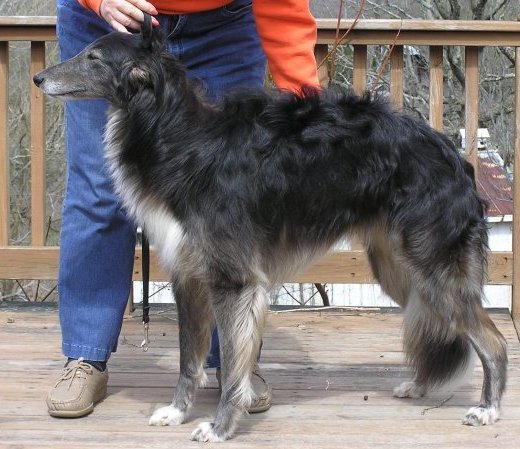 silken windhound Kristull Blue on Blue